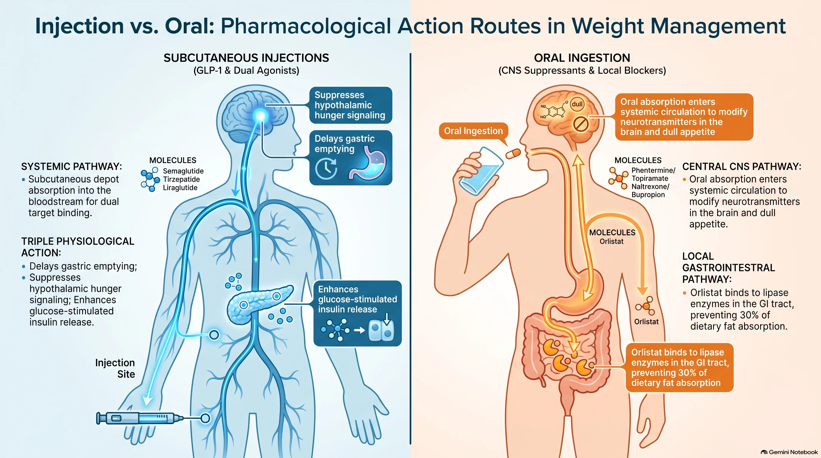 GLP-1 weight loss infographic